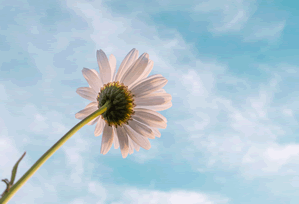 【爆料】黑料突发：明星在晚高峰间被曝曾参与爆料，迷醉席卷全网